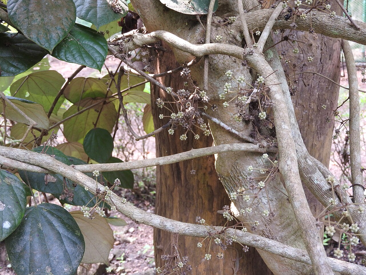 Weniwelgeta: The Traditional Tetanus and Fever Remedy