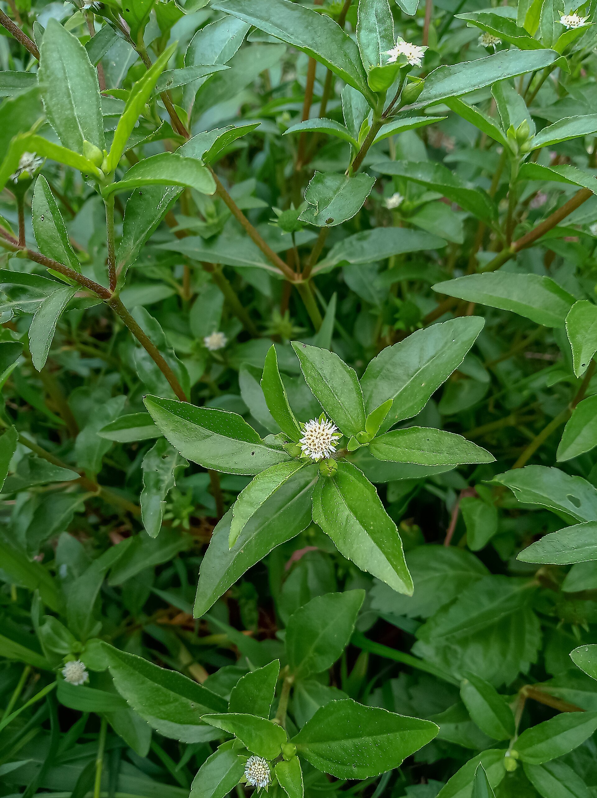 Kikirindiya (Eclipta prostrata): The Liver Healer and Hair Rejuvenator