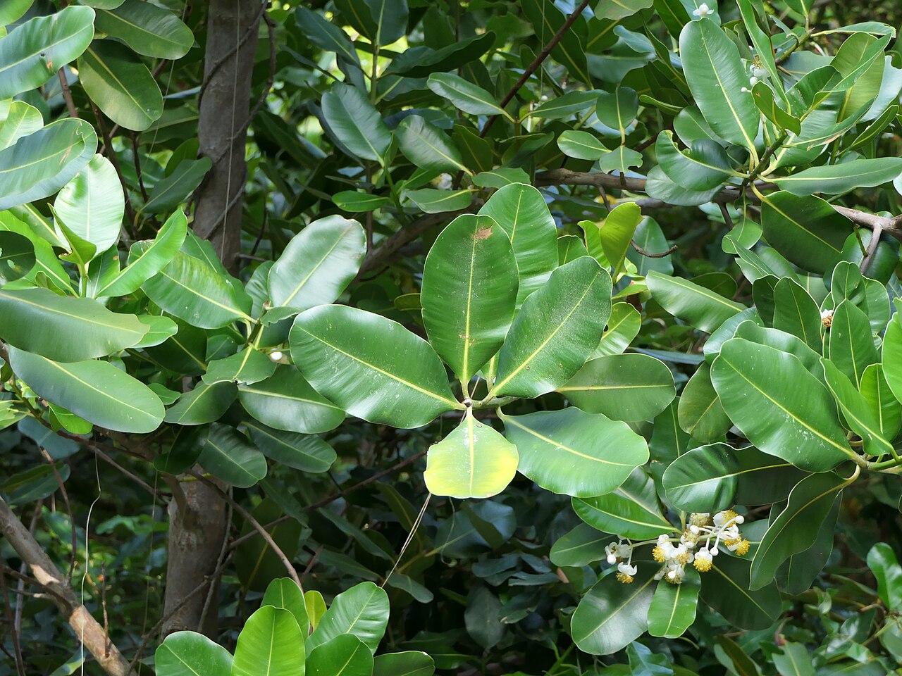 Domba (Alexandrian Laurel): The Healing Oil for Skin and Wounds
