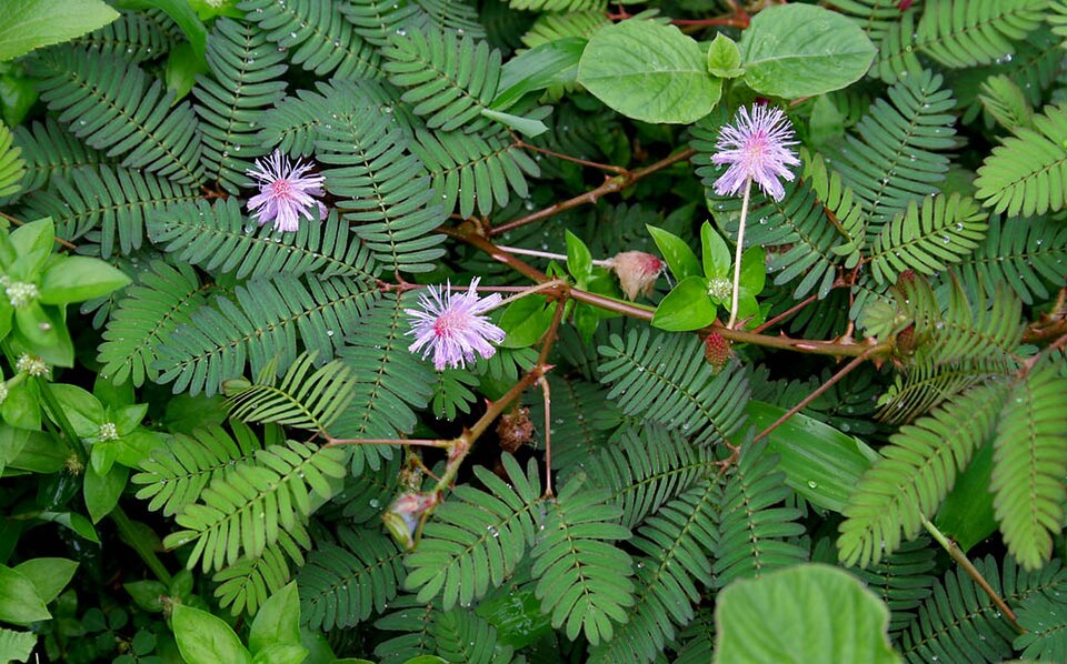 Nidikumba: The Sensitive Plant for Wounds and Piles
