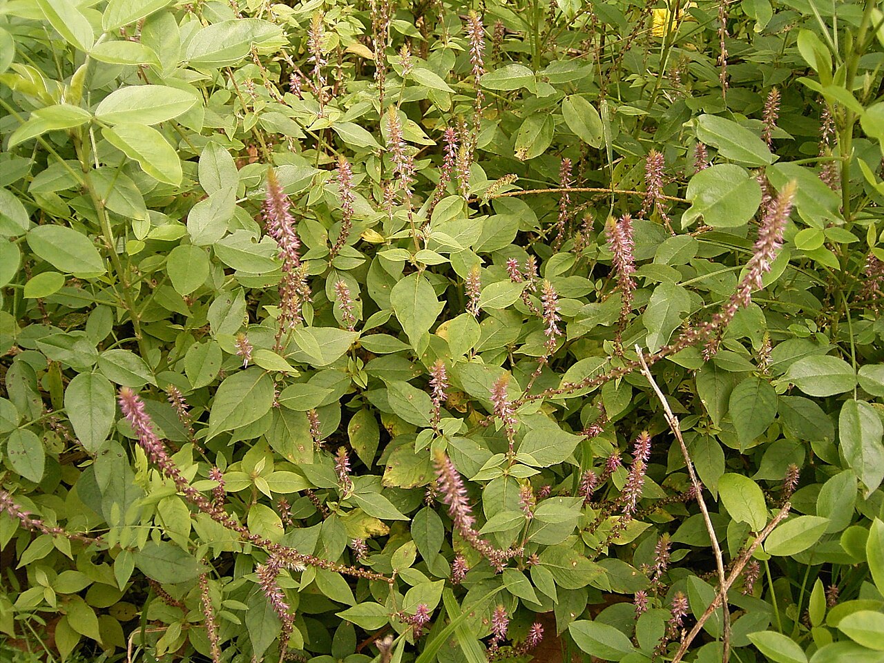 Karal Heba: The Prickly Chaff Flower for Kidney and Respiratory Health