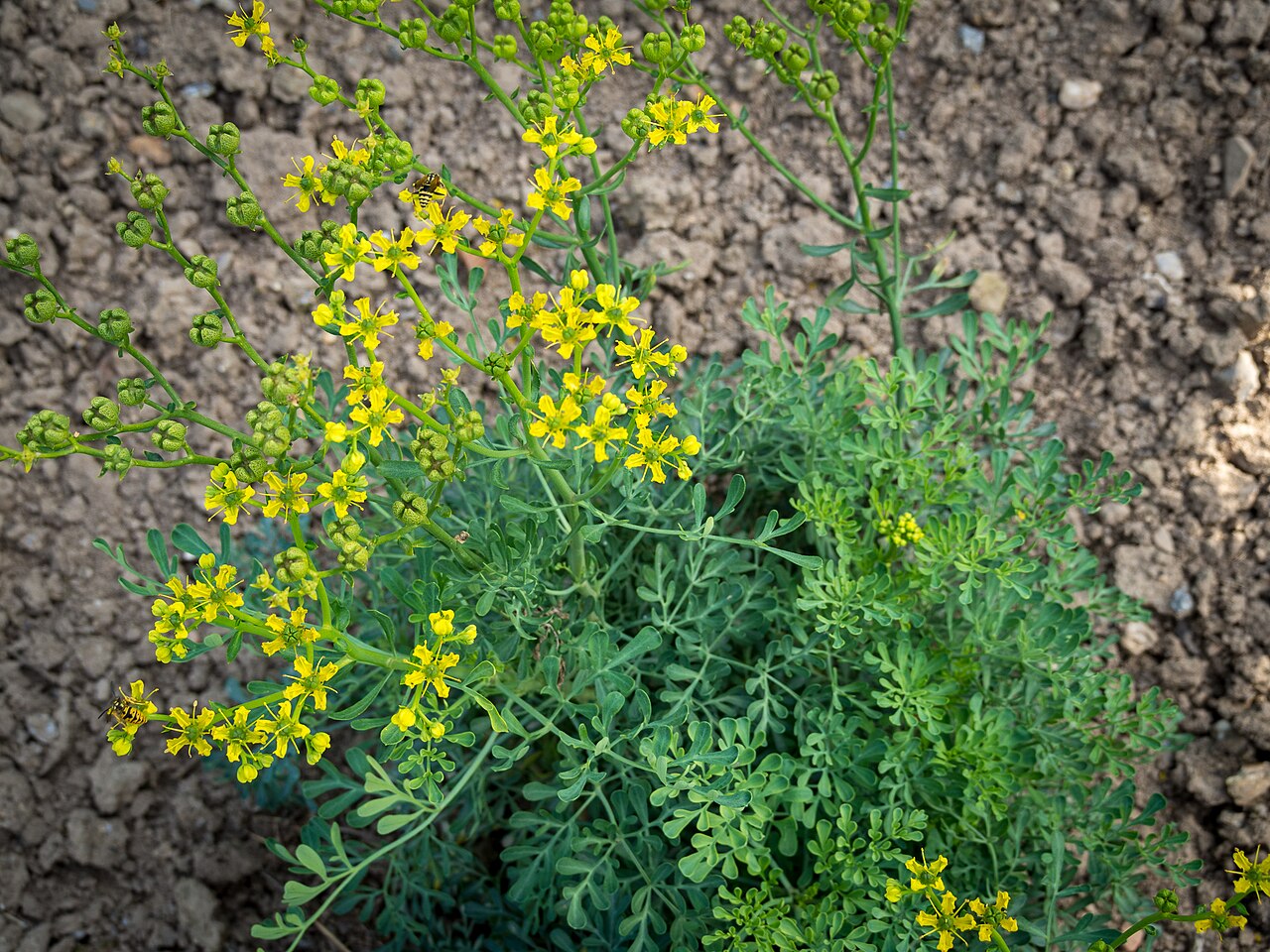 Aruda (Rue): The Bitter Guardian of Infant Health and Digestion