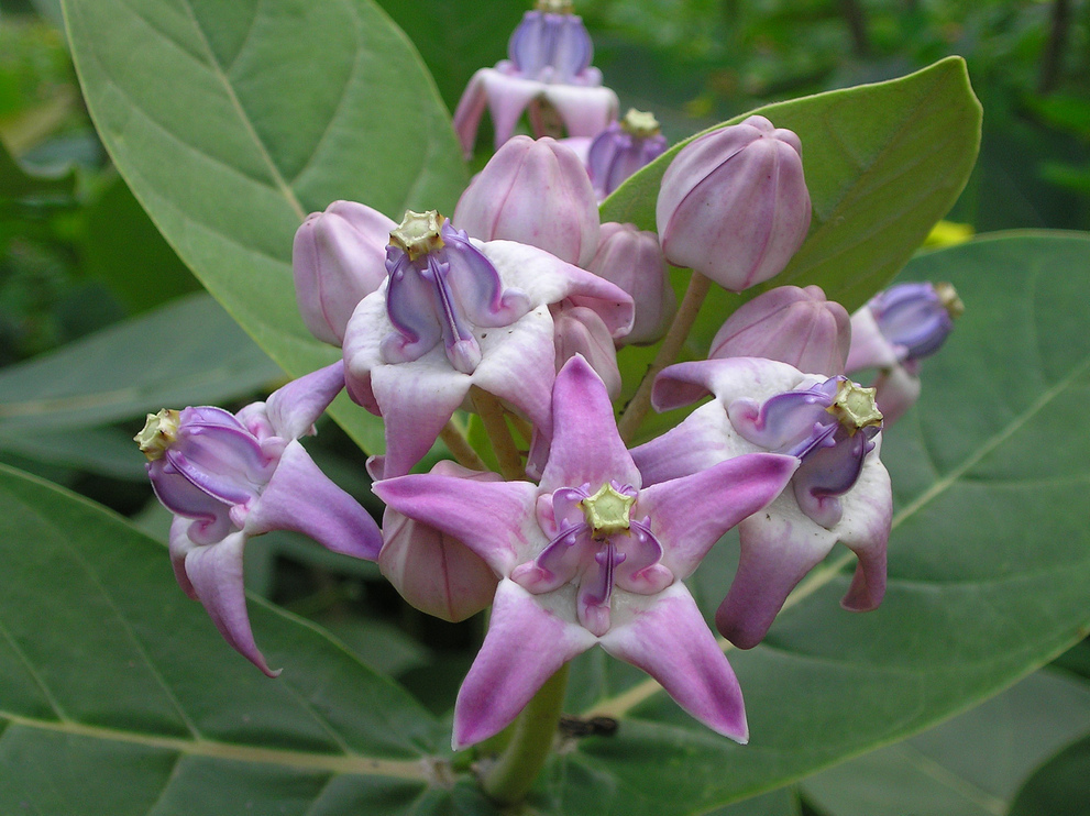 Wara (Crown Flower): The Toxic but Triumphant Pain Reliever