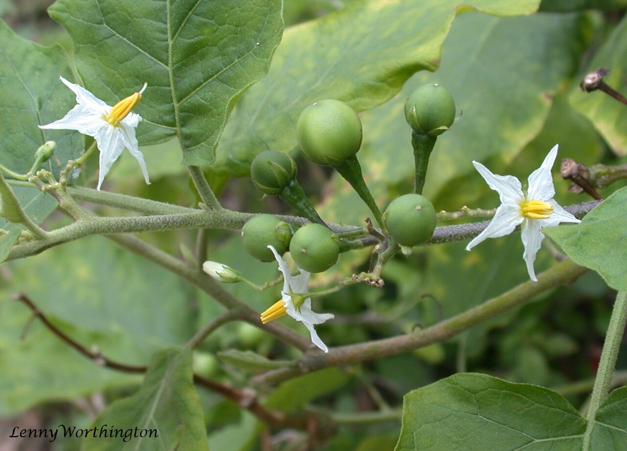 Thibbotu (Turkey Berry): The Bitter Berry for Respiratory and Digestive Health