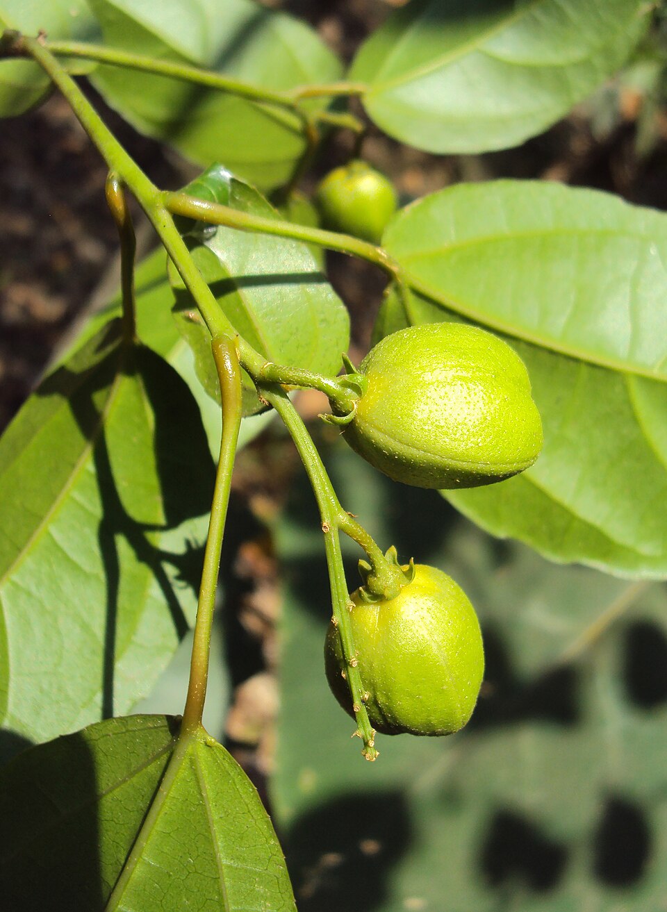 Jayapala (Purging Croton): The Toxic Laxative Used with Extreme Caution