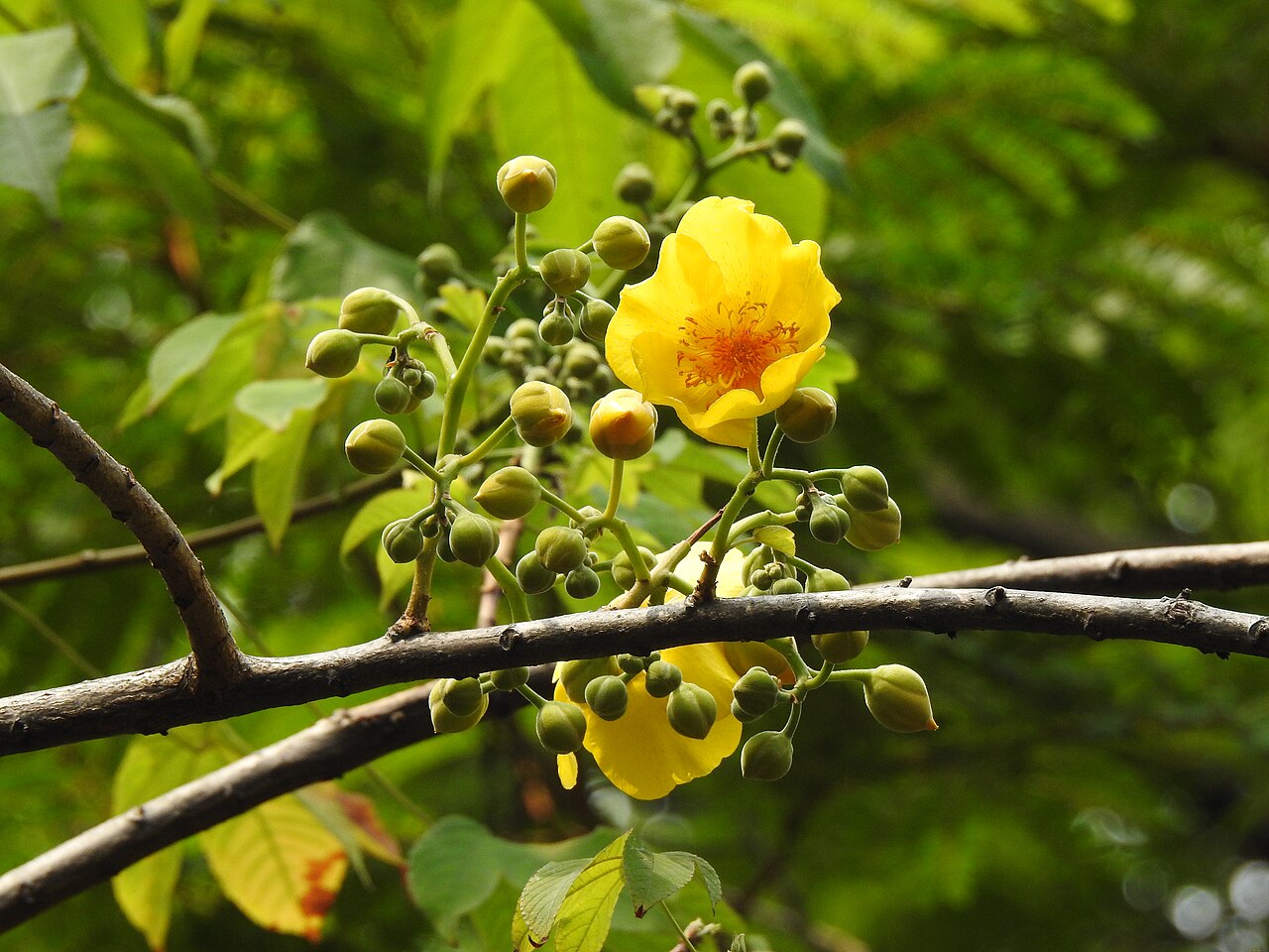 Kinihiriya (Buttercup Tree): The Golden Flower for Cooling and Digestion