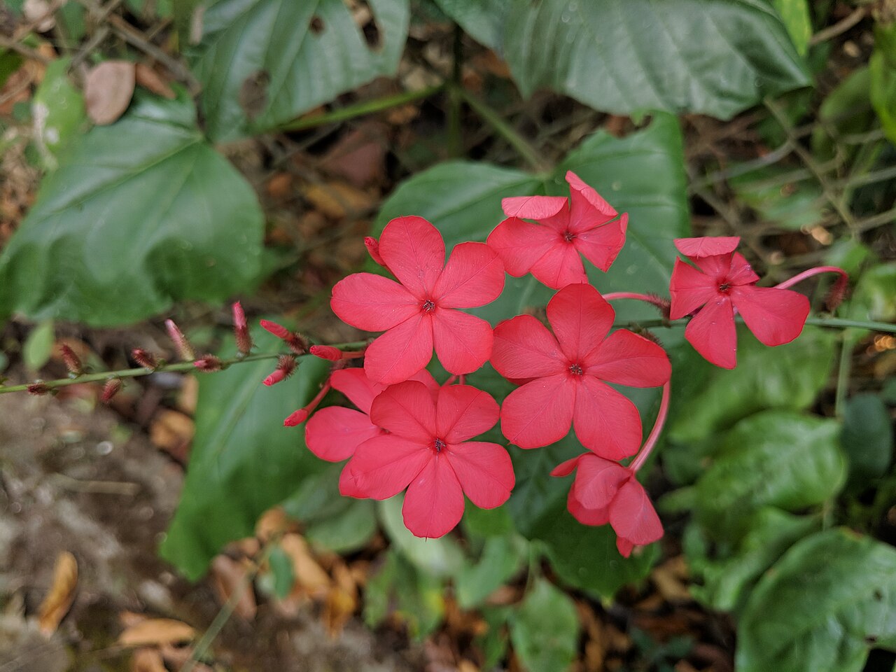 Rathnithul (Indian Leadwort): The Fiery Root for Rheumatism and Digestion