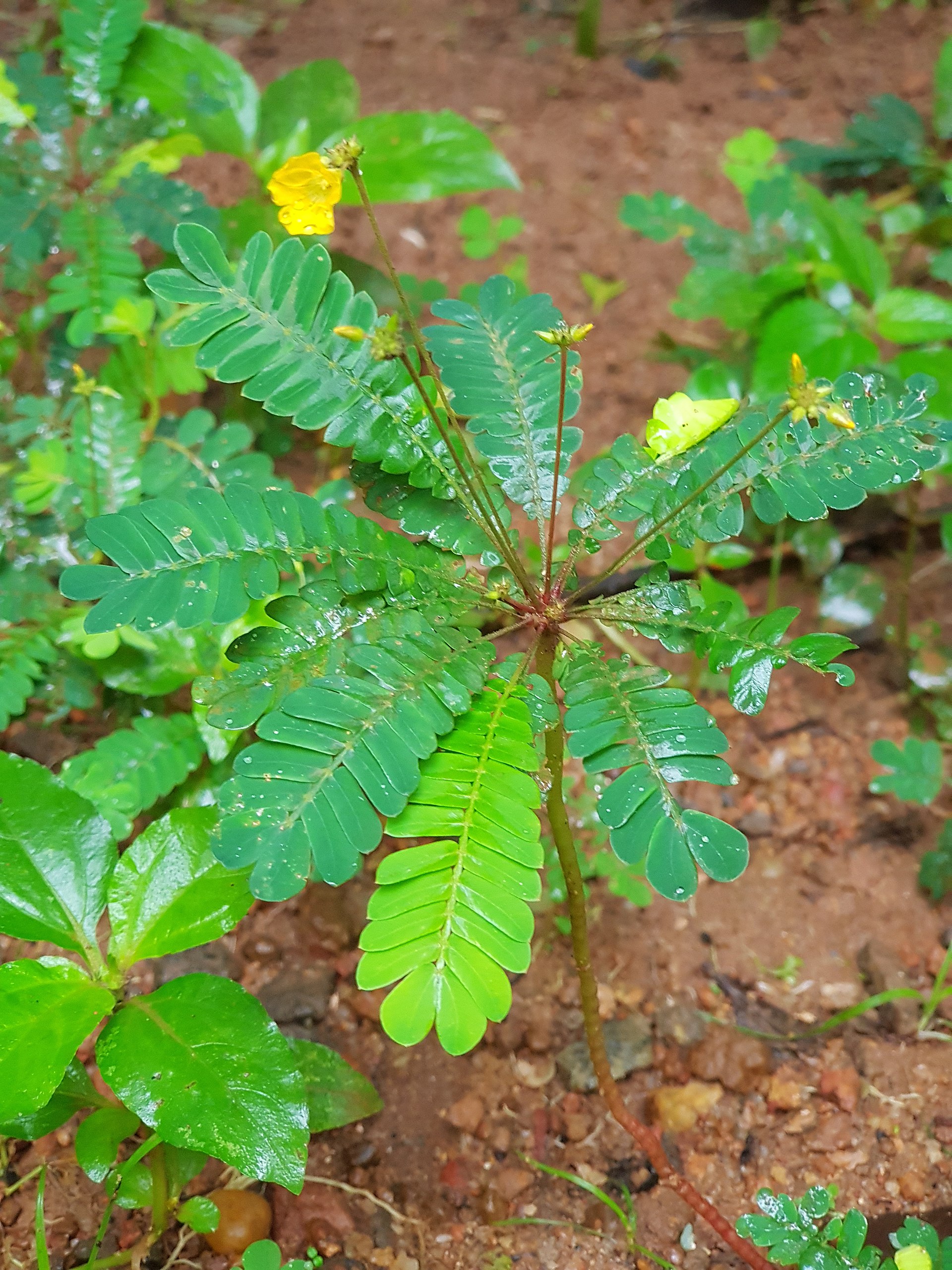 Heen Bopath (Little Tree Plant): The Delicate Healer for Diabetes and Asthma