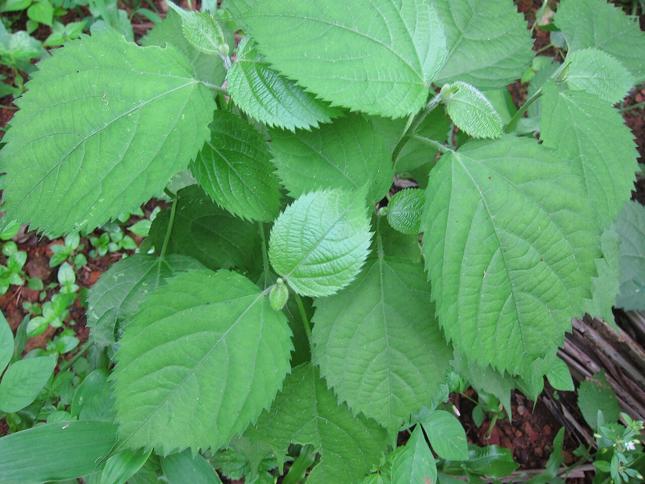 Wel Kahambiliya (Indian Stinging Nettle): The Fierce Herb for Asthma and Skin
