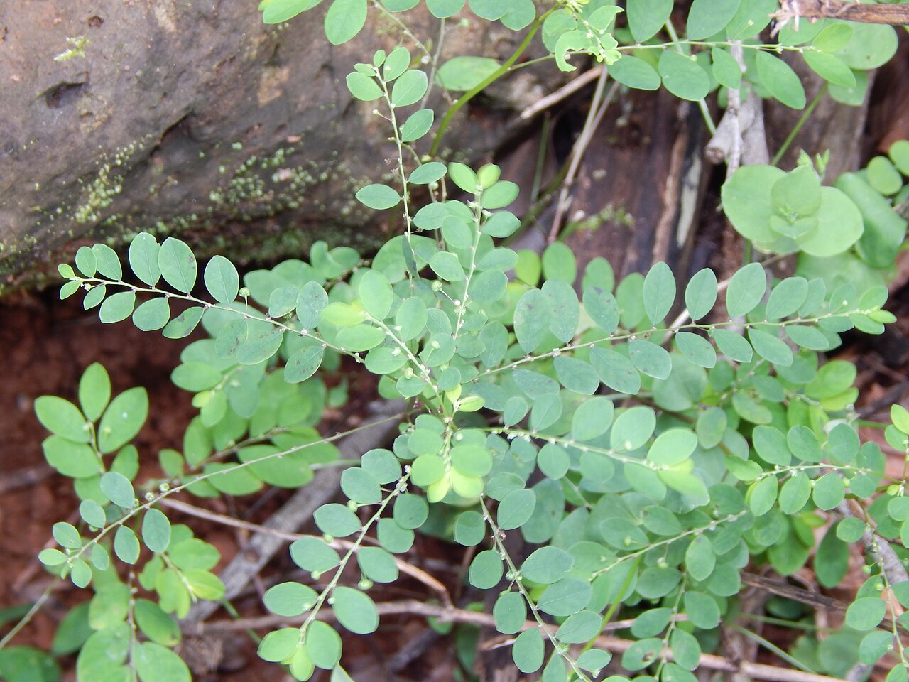 Heen Pitawakka: The Ultimate Liver Healer for Hepatitis and Jaundice