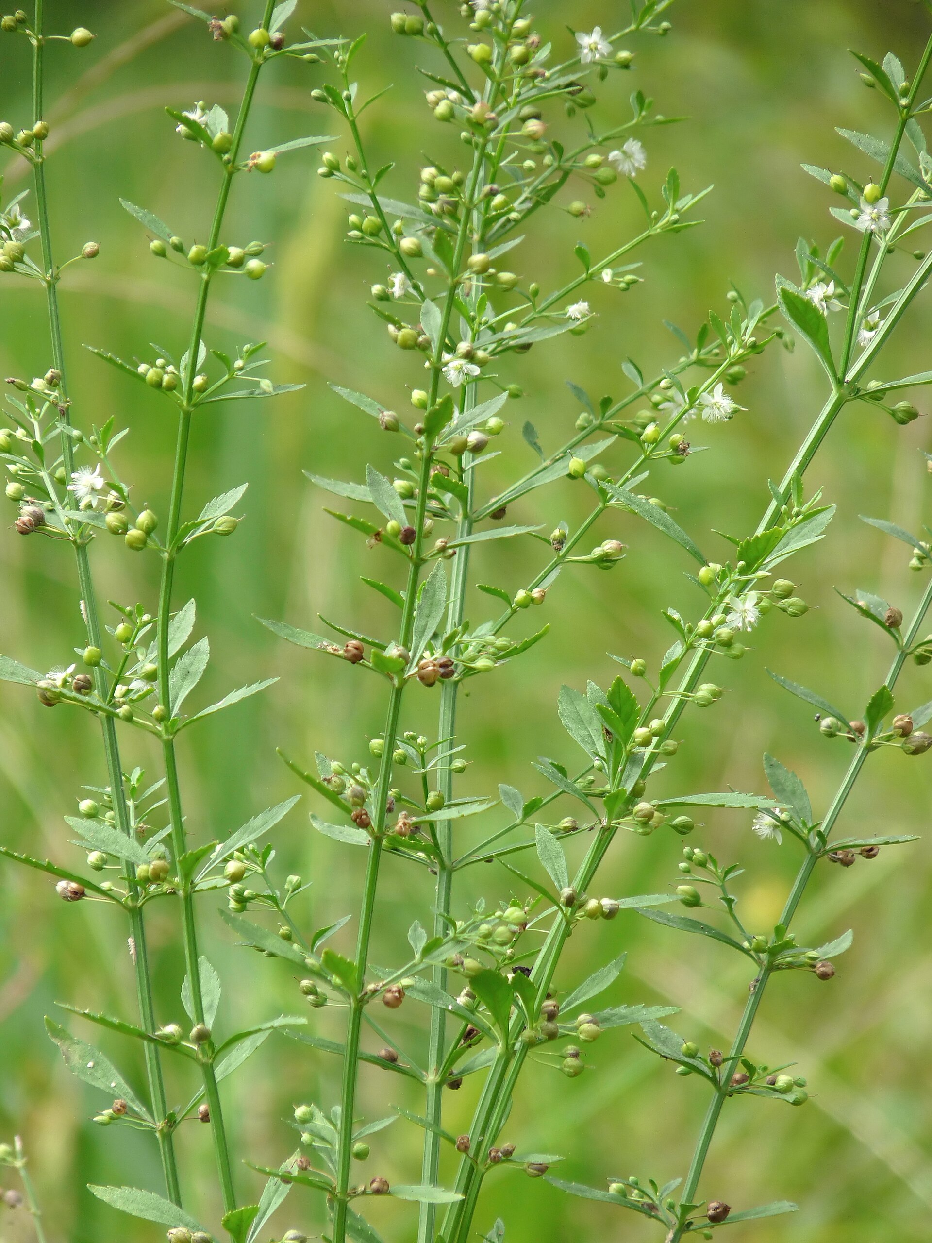 Walkoththamalli (Sweet Broomweed): The Herb for Kidney Health and Diabetes