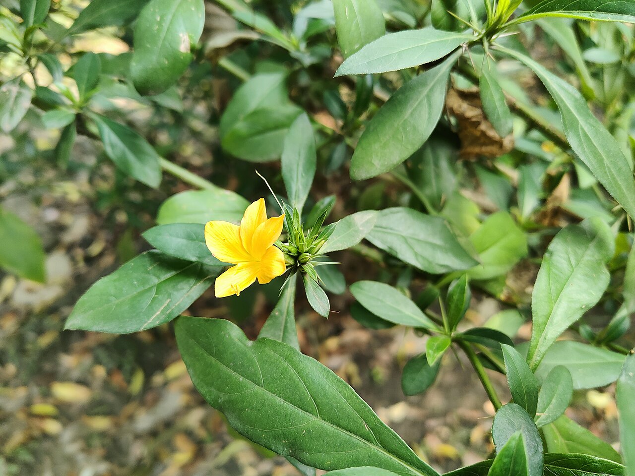 Katu Karandu (Porcupine Flower): The Spiny Healer for Dental and Joint Health