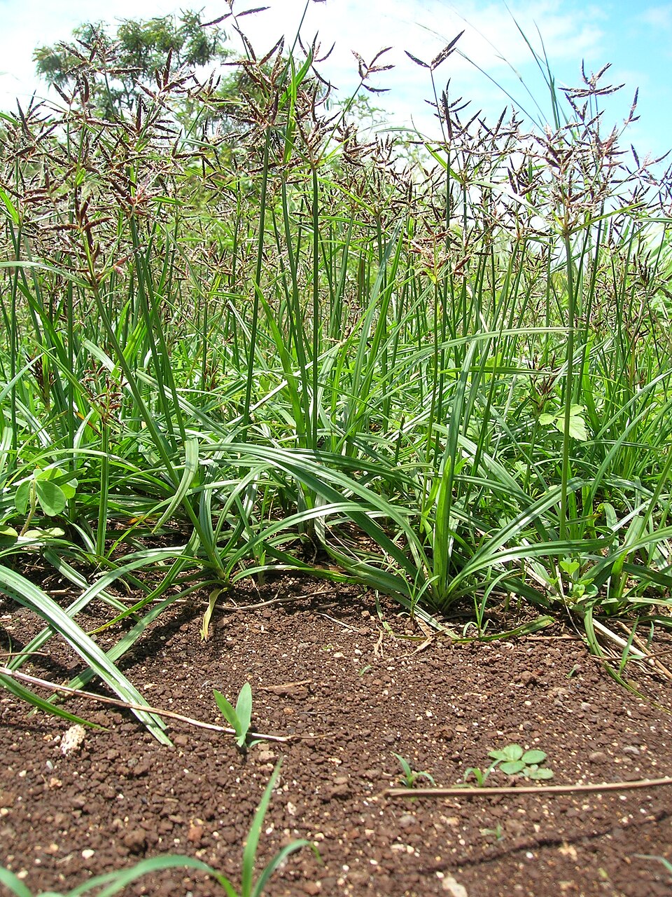 Kalanduru (Nut Grass): The Bitter Tuber for Digestion and Fevers