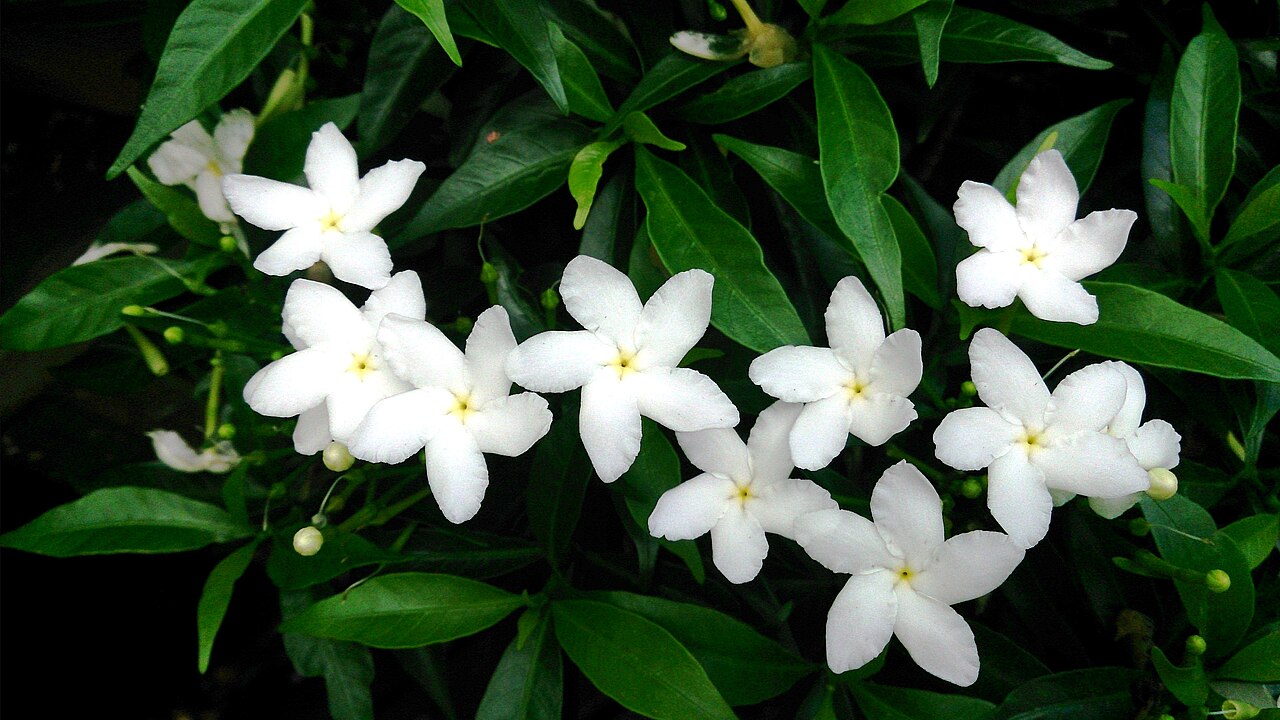 Wathusudda (Crape Jasmine): The Delicate White Flower for Eye Health