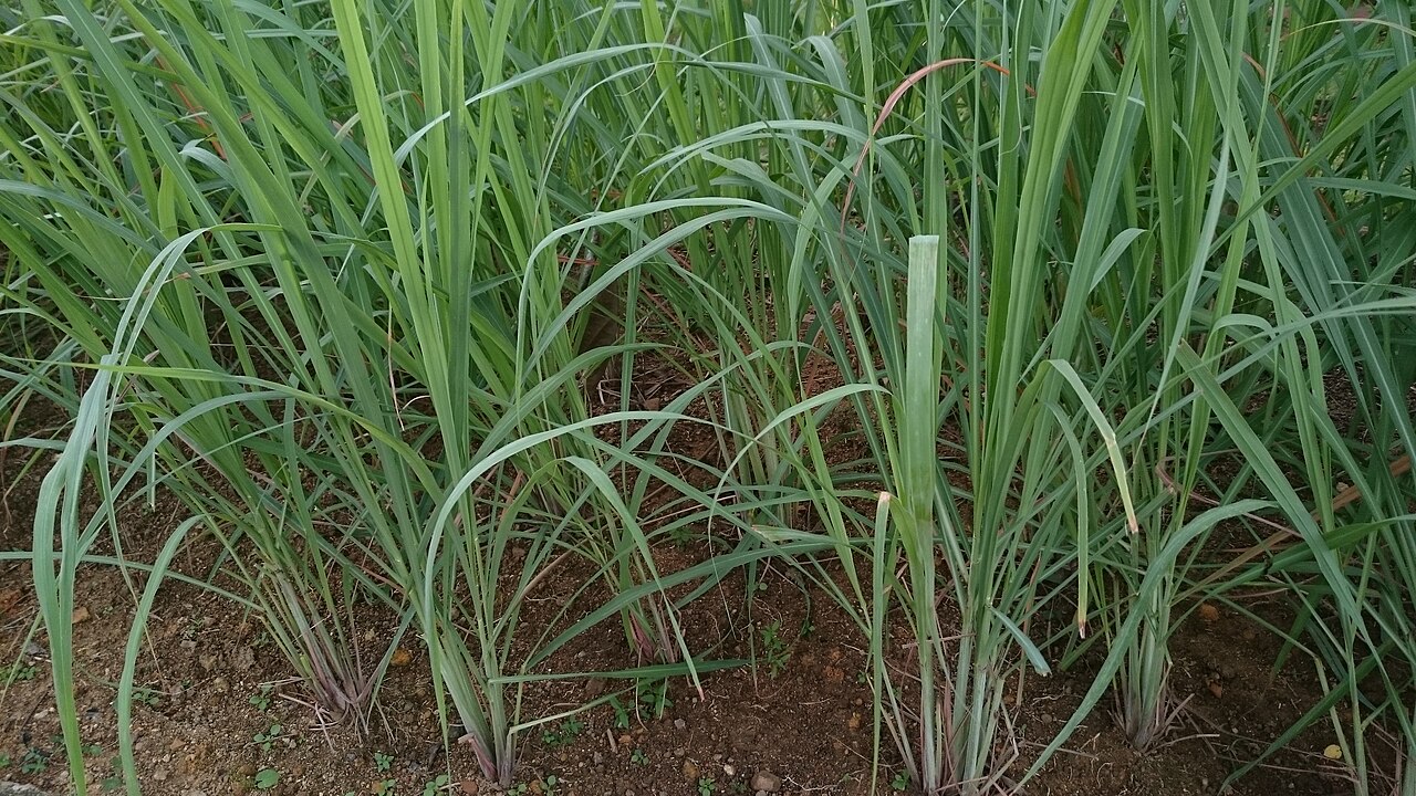 Lemongrass (Sera): The Citrusy Herb for Immunity