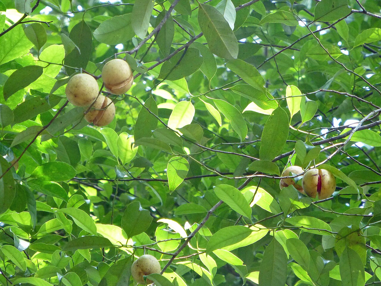 Nutmeg (Sadikka): The Aromatic Calming Nut