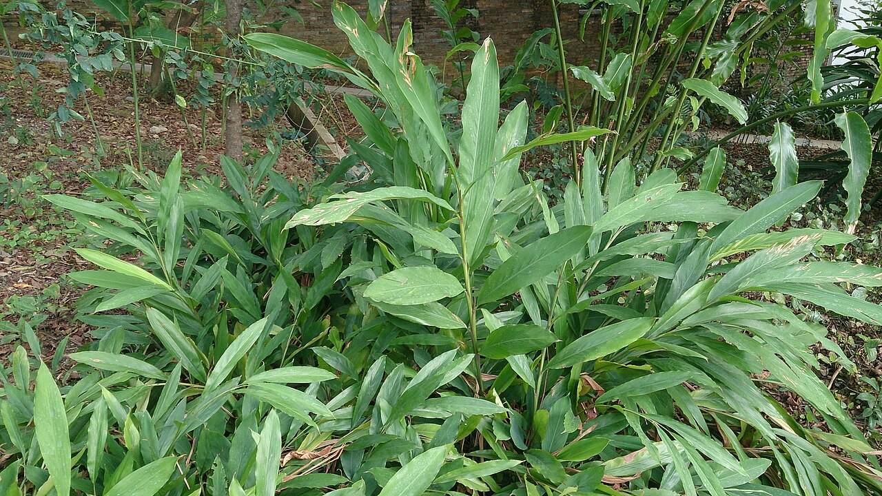 Cardamom (Enasal): The Queen of Spices for Digestion