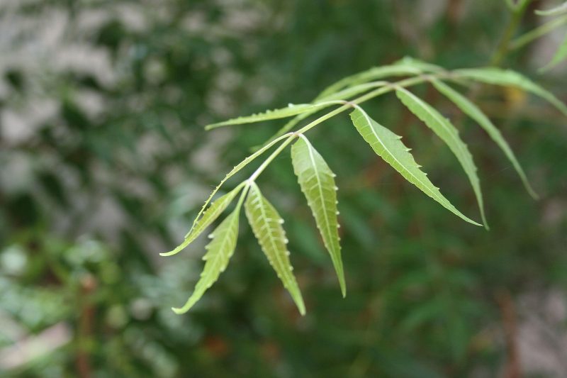 Kohomba (Neem) Plant