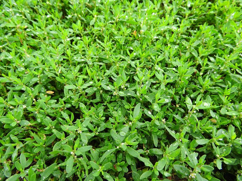 Mukunuwenna Plant