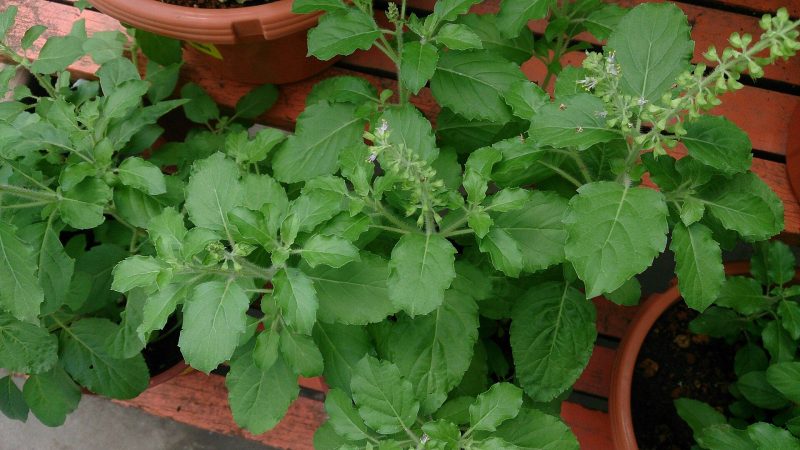 Maduruthala Seeds