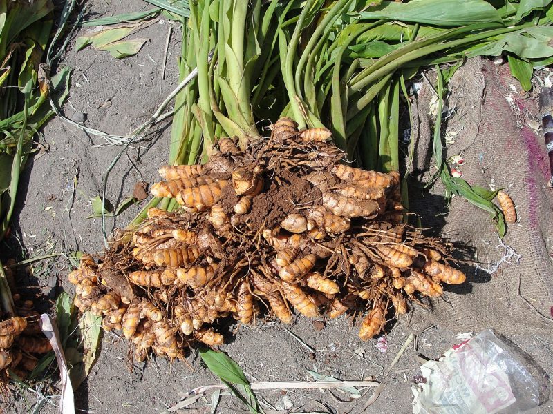 Kaha (Turmeric) Rhizome Pack