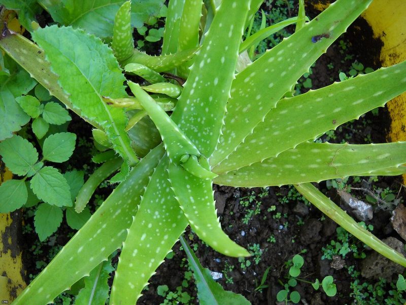 Komarika (Aloe Vera) Plant