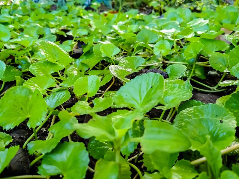 Gotukola Plant