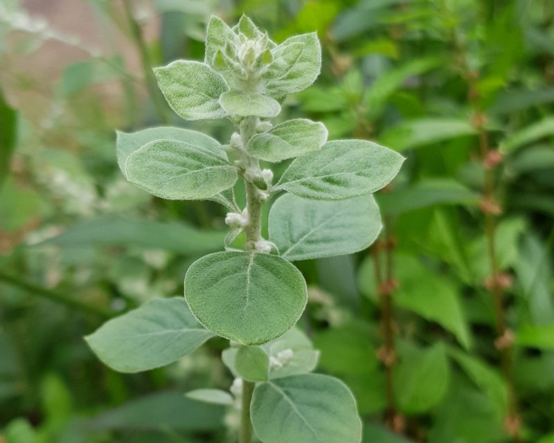 Polpala Seeds