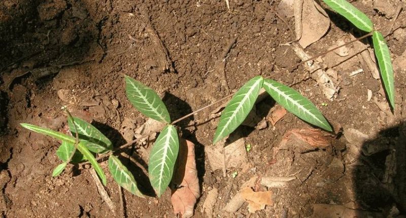 Iramusu Plant