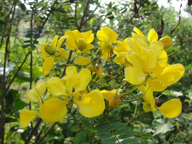 Ranawara Seeds