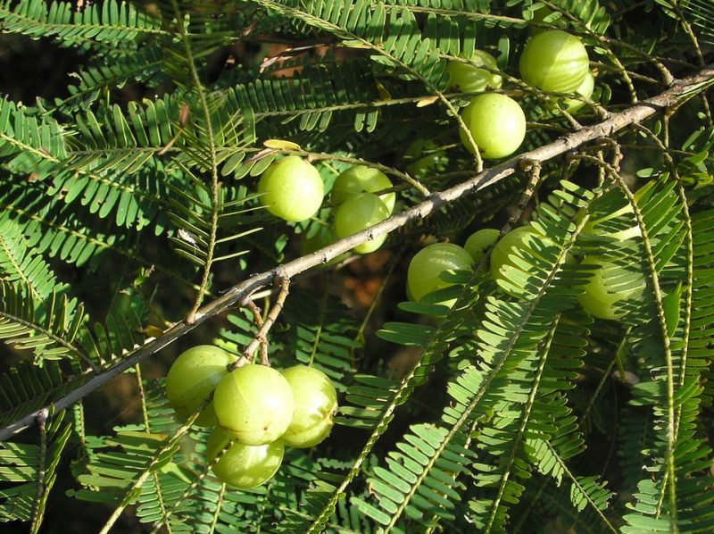 Nelli Sapling