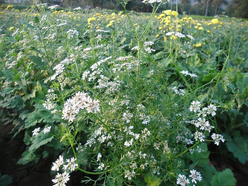 Koththamalli Seeds