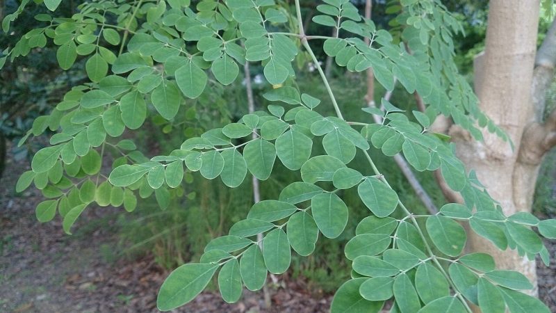 Murunga Sapling