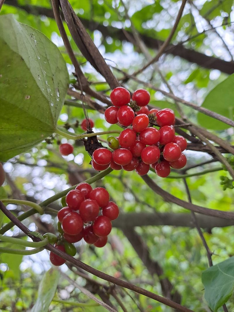 Rasakinda Plant
