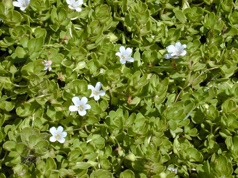 ලුණුවිල පැළය