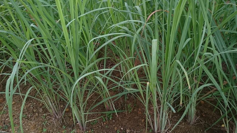 Sera (Lemongrass) Plant