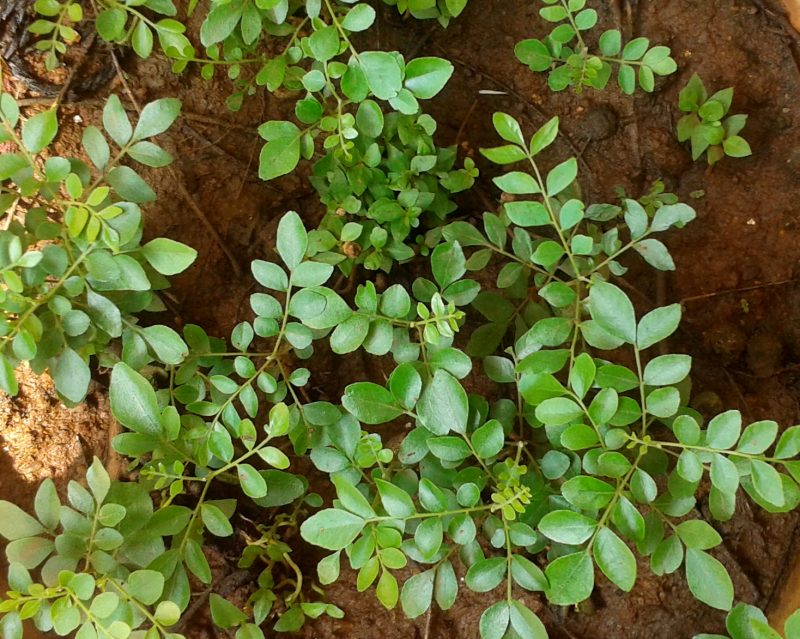 කරපිංචා පැළය