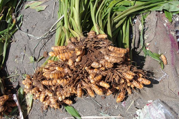 කහ: ජීවිතය නිරෝගී කරන රන්වන් කුළුබඩුව (Curcuma longa) - Sri Lankan medicinal plant