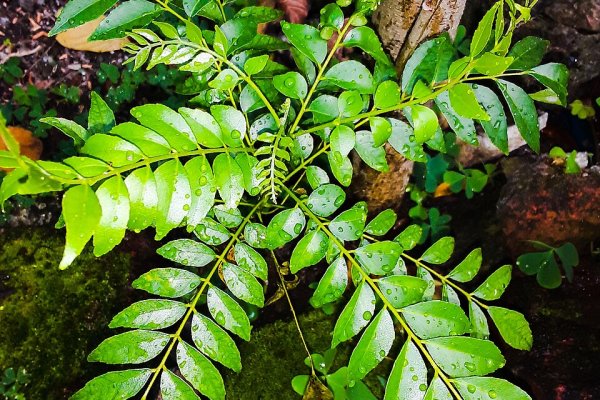 කරපිංචා: හෘදයට හිතකර දේශීය රසකාරකය (Murraya koenigii) - Sri Lankan medicinal plant