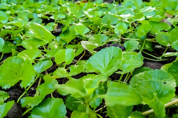 ගොටුකොළ: මතක ශක්තිය සහ දිගුායුෂ වඩන ඔසුව (Centella asiatica) - Sri Lankan medicinal plant