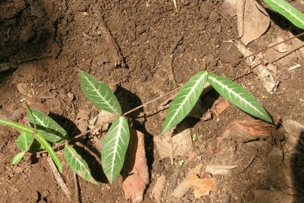 ඉරමුසු: ශරීරය සිසිල් කරන සුවඳවත් මූලය (Hemidesmus indicus) - Sri Lankan medicinal plant