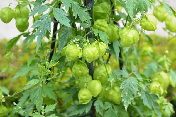 වැල් පැණෙල: සන්ධි හා සම සඳහා බැලූන් වැල (Cardiospermum halicacabum) - Sri Lankan medicinal plant