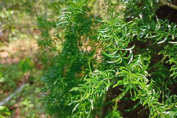 හාතාවාරිය: සුවිශේෂී පුනර්ජීවන ඔසුව (Asparagus racemosus) - Sri Lankan medicinal plant