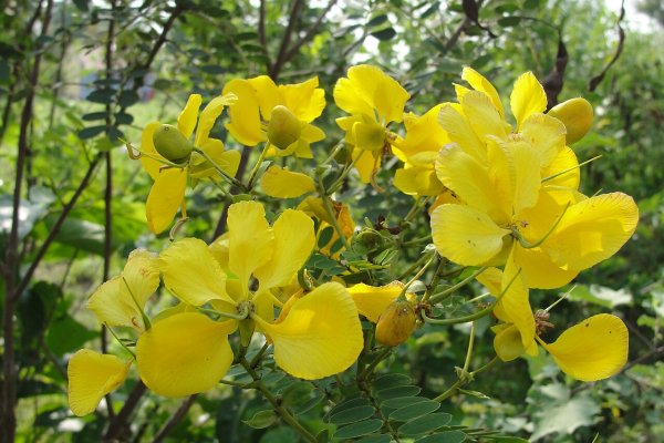 රණවරා: පුරාණ රජවරුන්ගේ රන්වන් පානය (Senna auriculata) - Sri Lankan medicinal plant