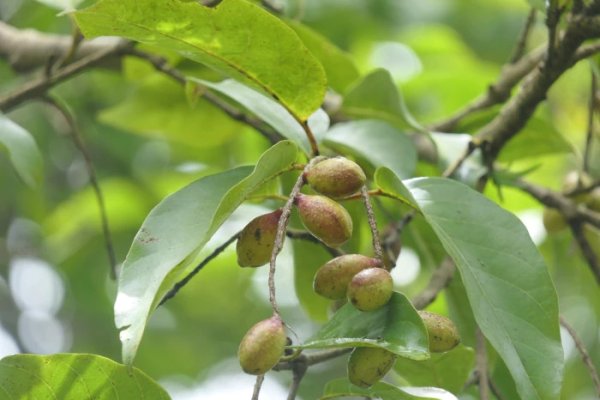 අරළු: හරීතකී සහ ත්‍රිඵලා සම්ප්‍රදාය (Terminalia chebula) - Sri Lankan medicinal plant