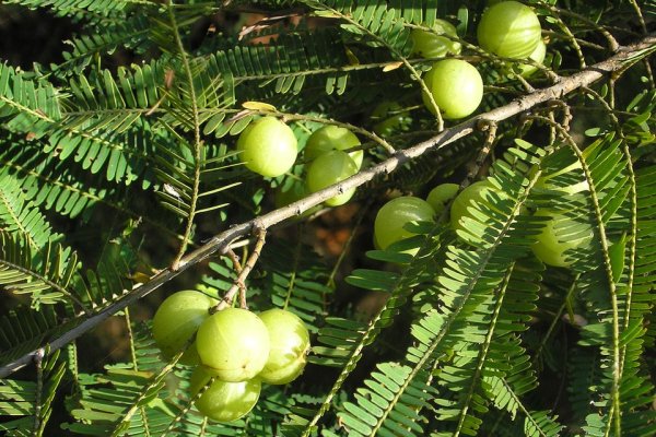 නෙල්ලි: විටමින් C සපිරි ප්‍රතිශක්තිකරණ වර්ධකය (Phyllanthus emblica) - Sri Lankan medicinal plant