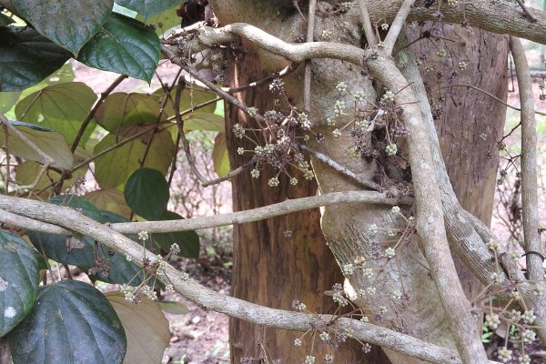 වෙනිවැල්ගැට: ශ්‍රී ලාංකීය වෛද්‍ය ක්‍රමයේ කහ වැල (Coscinium fenestratum) - Sri Lankan medicinal plant