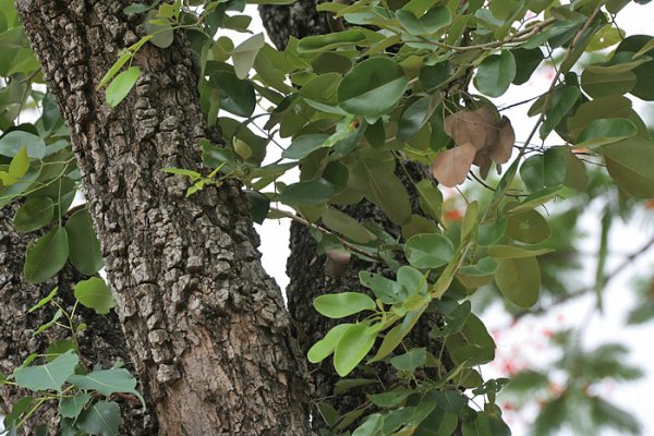රත් හඳුන් (Rath Handun): පැහැපත් සමක් සඳහා රත් පැහැති ඖෂධය (Pterocarpus santalinus) - Sri Lankan medicinal plant