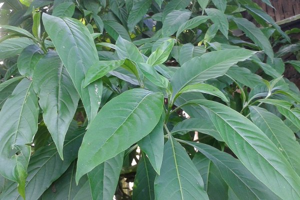 පවට්ටා: නවීන කැස්ස ඖෂධයකට පාදක වූ ඖෂධීය ශාකය (Justicia adhatoda) - Sri Lankan medicinal plant
