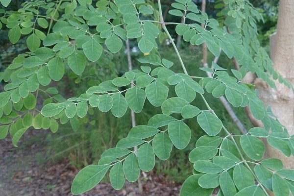මුරුංගා: ආශ්චර්යමත් සුපිරි ආහාරය (Moringa oleifera) - Sri Lankan medicinal plant